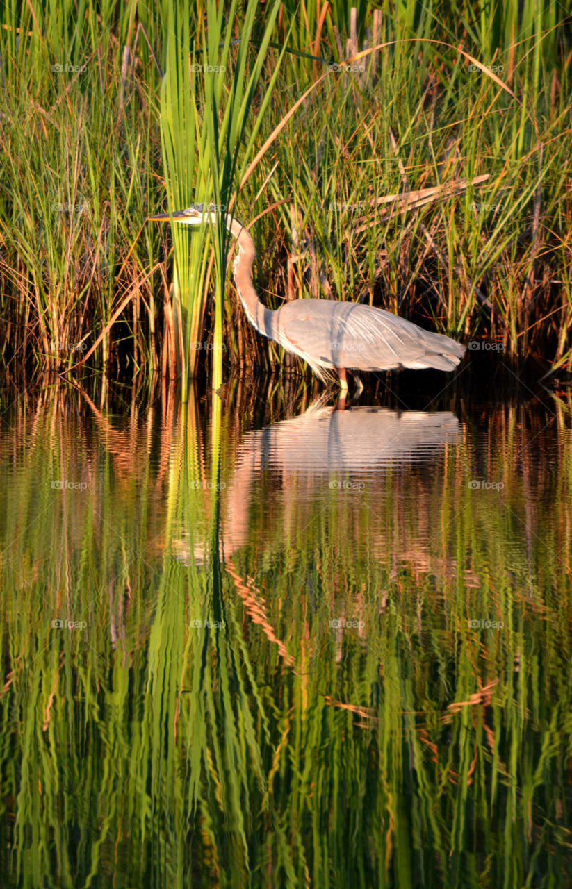 Autumn Rain Reflection! Great Blue Heron on the hunt for fish! 