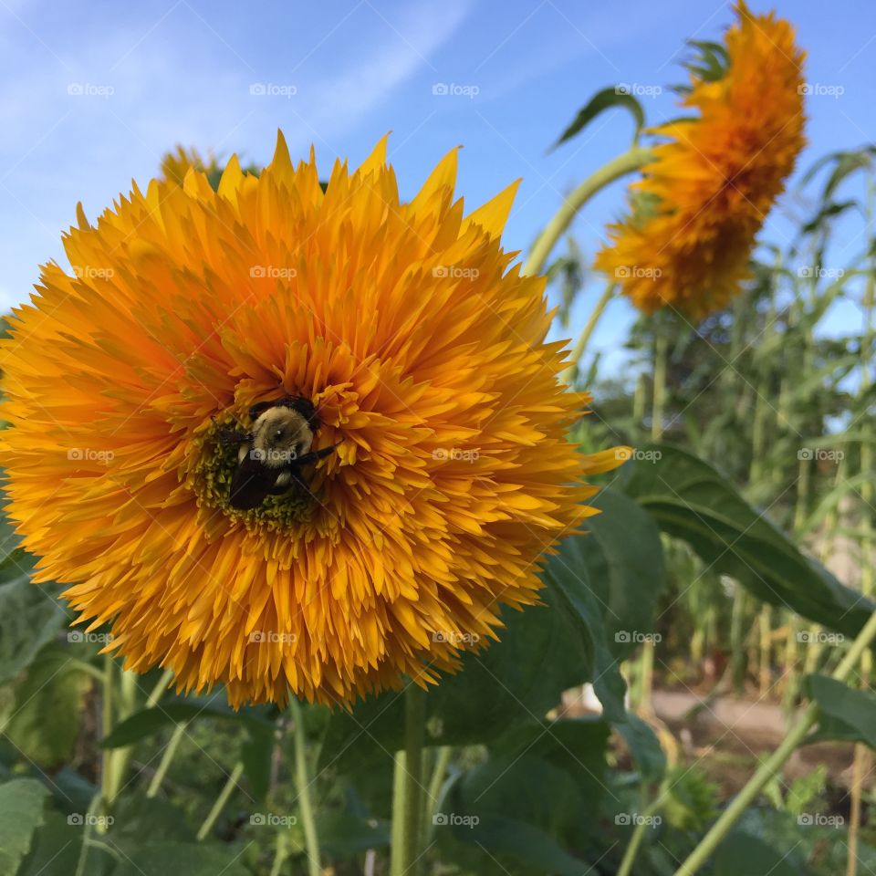 Bee inside gold flower