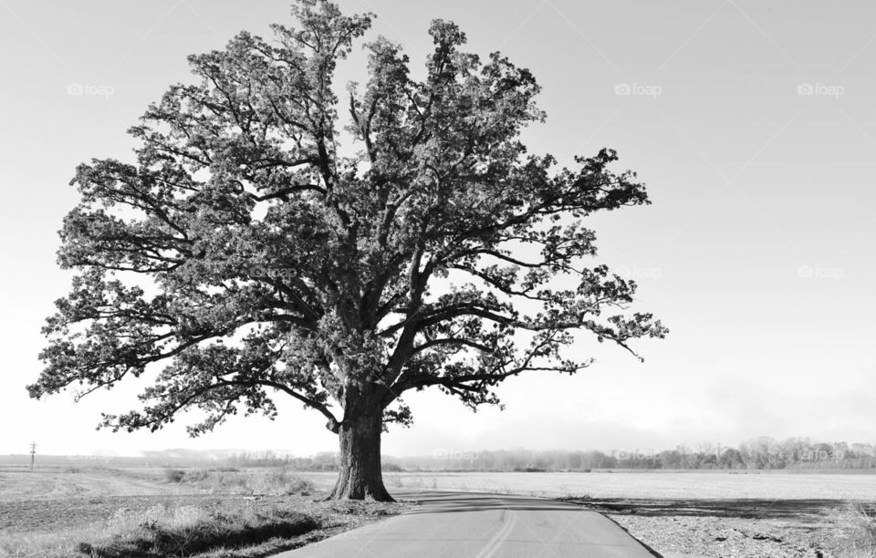 Old oak tree. Burr oak tree