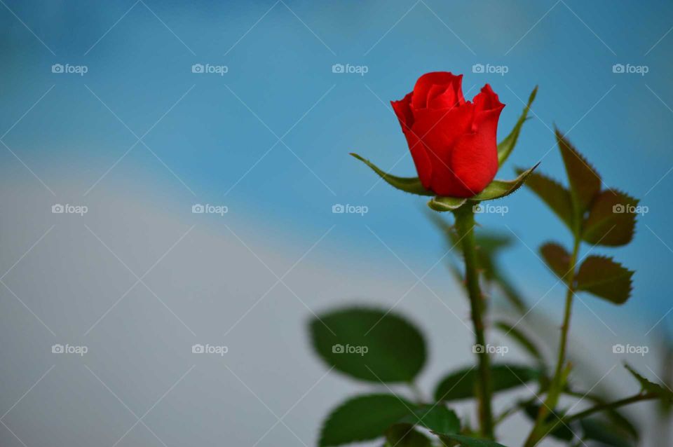 Red rose on a blue background