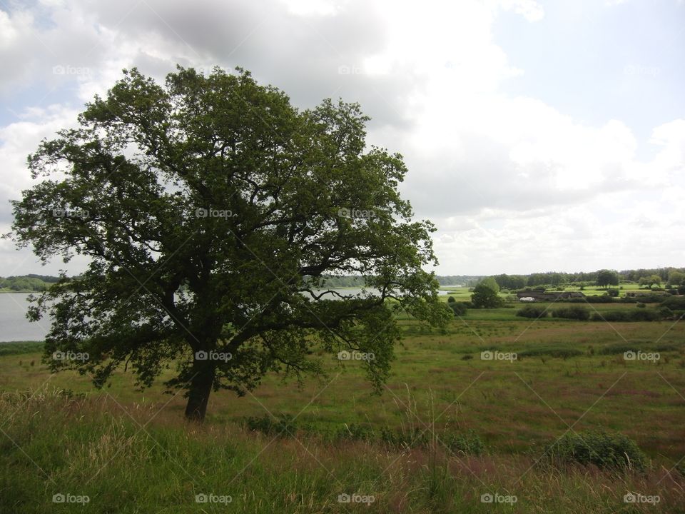 Tree at Haithabu