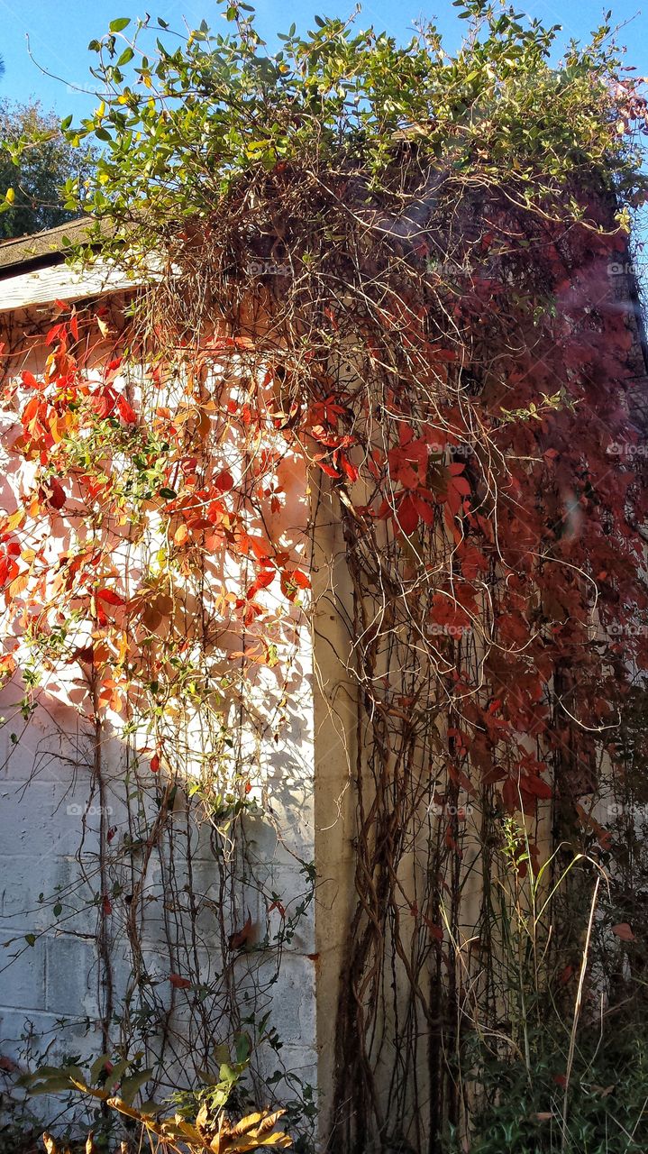 Wall decorated with autumn vine