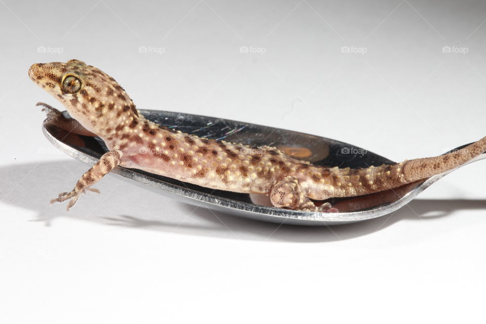 Gecko in a spoon.. This is a photograph of a Mediterranean Gecko in a spoon.