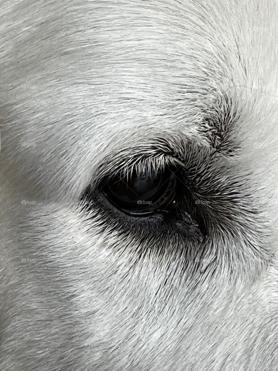 White Dog Eye