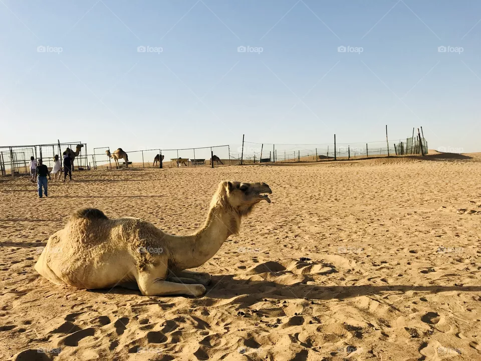 Desert 