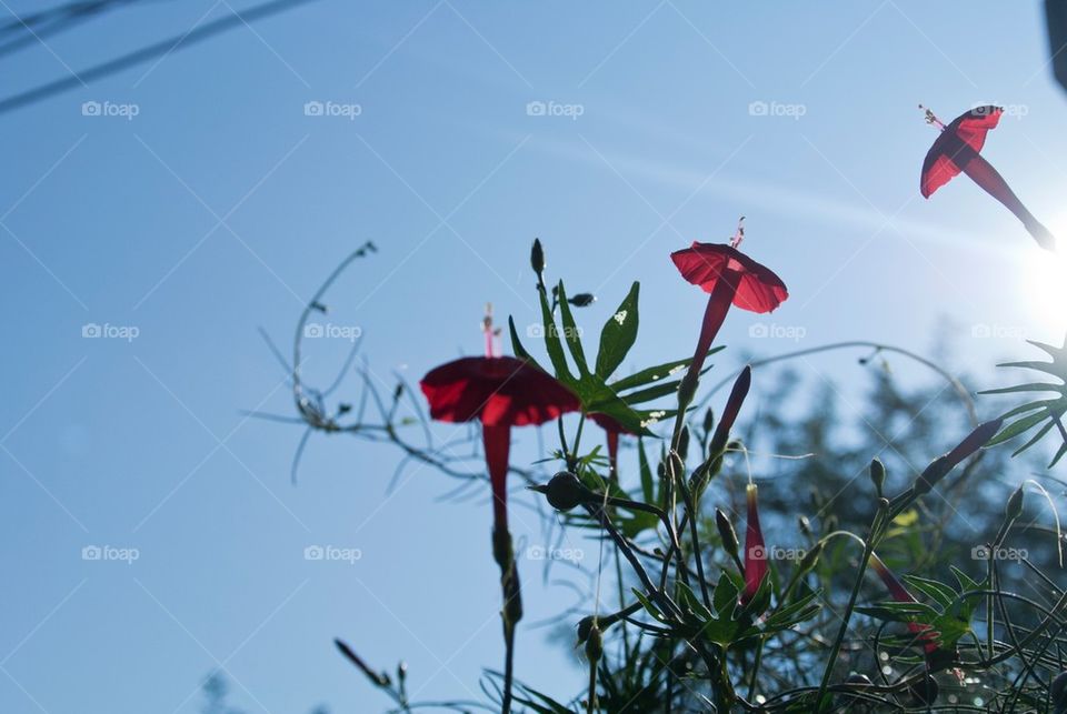 flowers red beautiful blue sky by tediiliescu