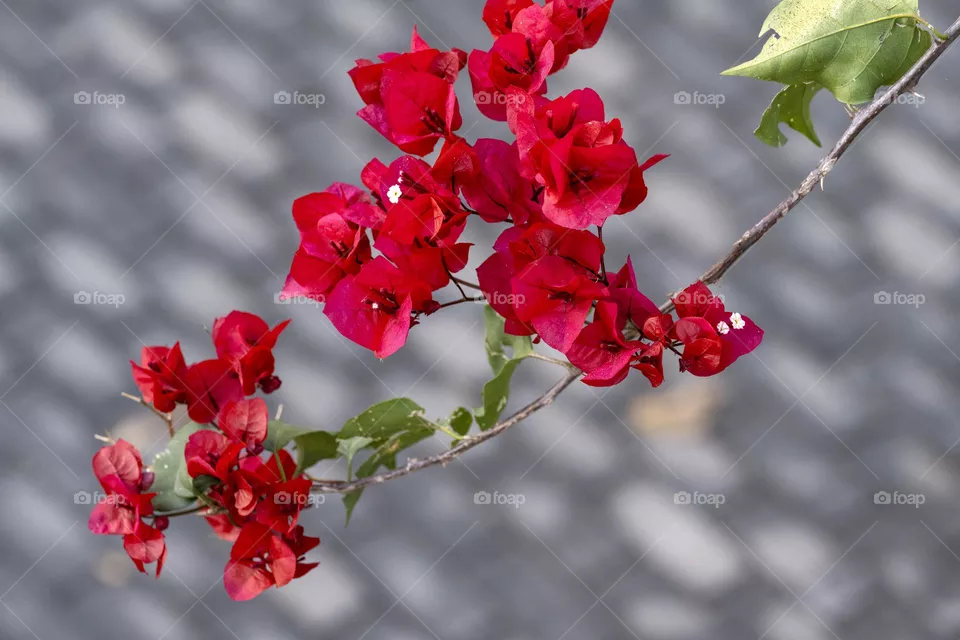 Red beautiful Flowers 