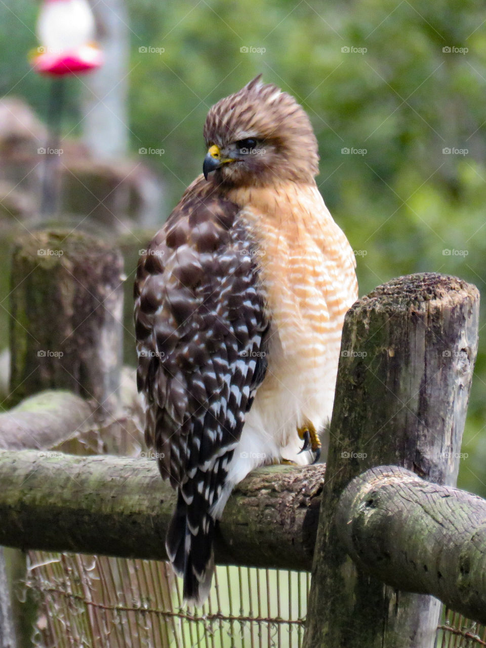 Young red-shouldered hawk