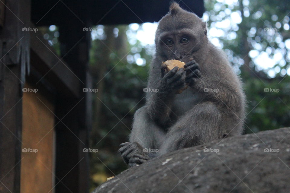 Monkey Forest in Ubud, Bali, Indonesia.