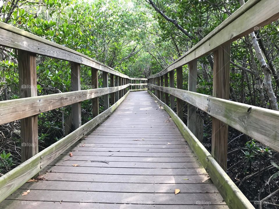Boardwalk through the wetlands.