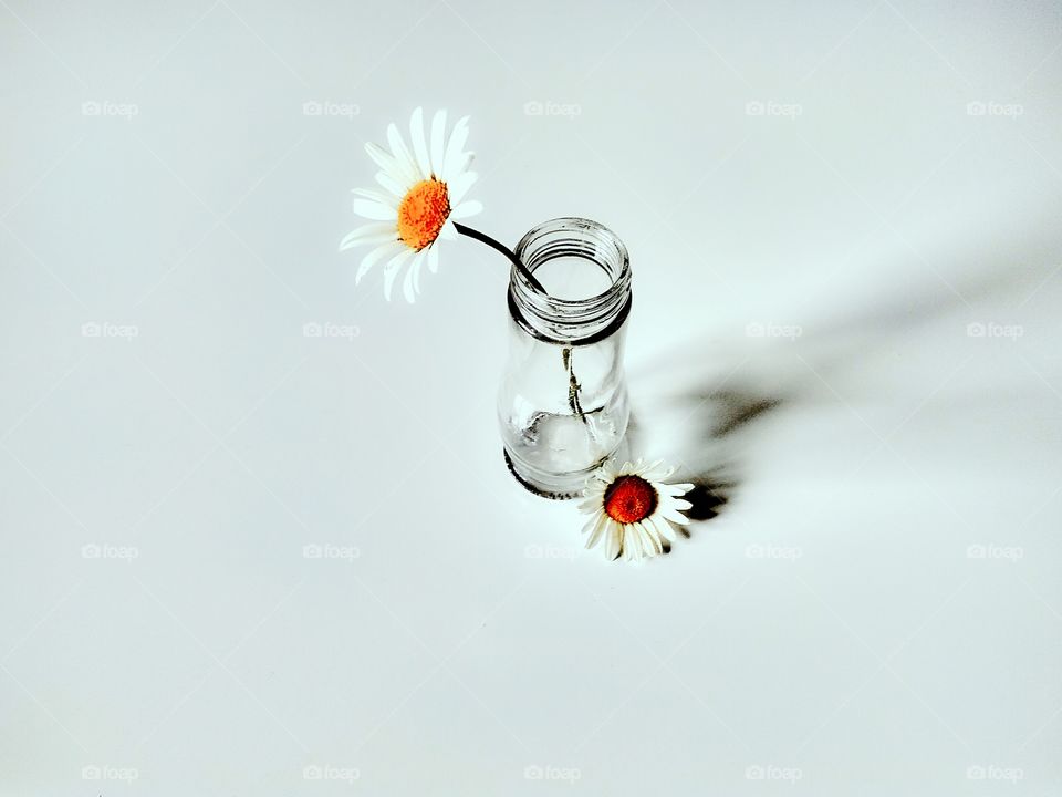Рerfect Рroduct рhoto by foaр missions,chamomile in a vase, flowers, glass bottle, white background