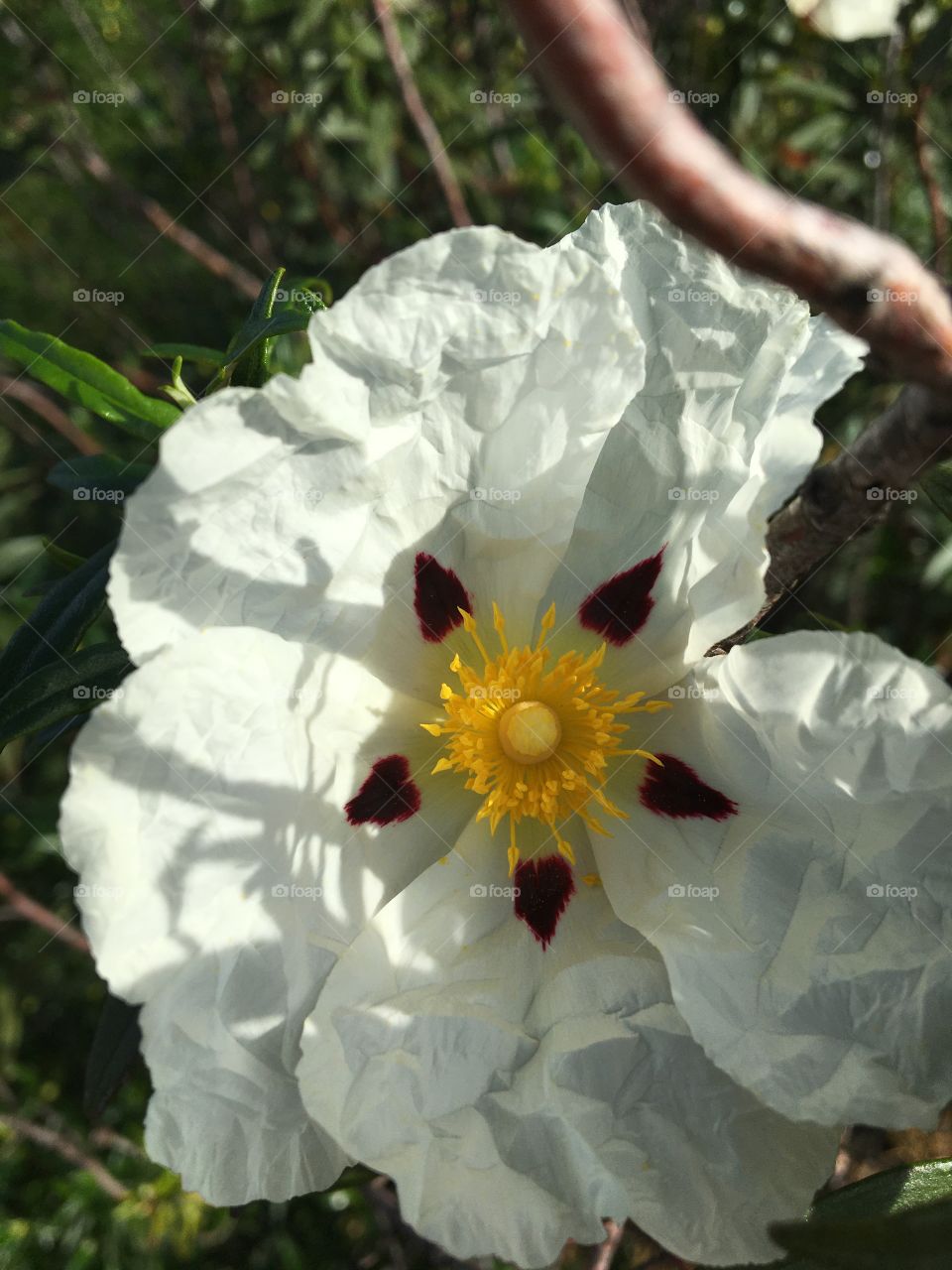 Light games on cistea flower 