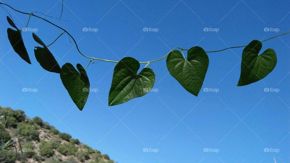 Wonderful Hearts made of green leaves embraced blue sky.