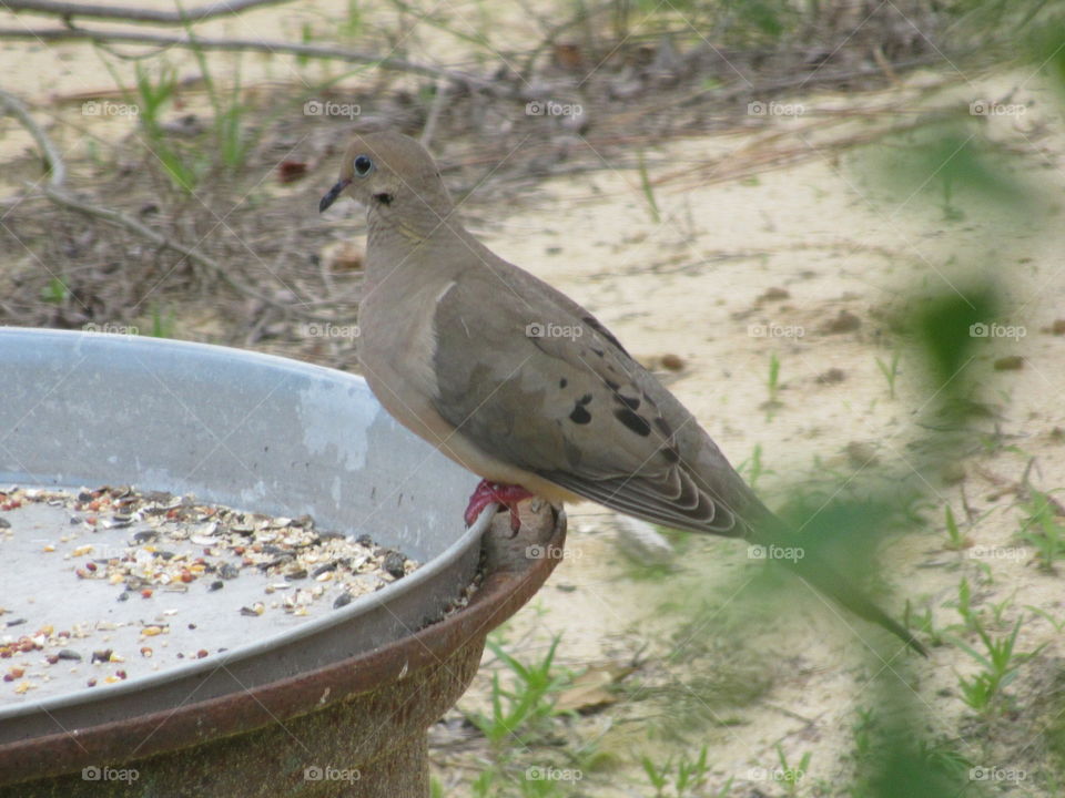 Mourning Dove