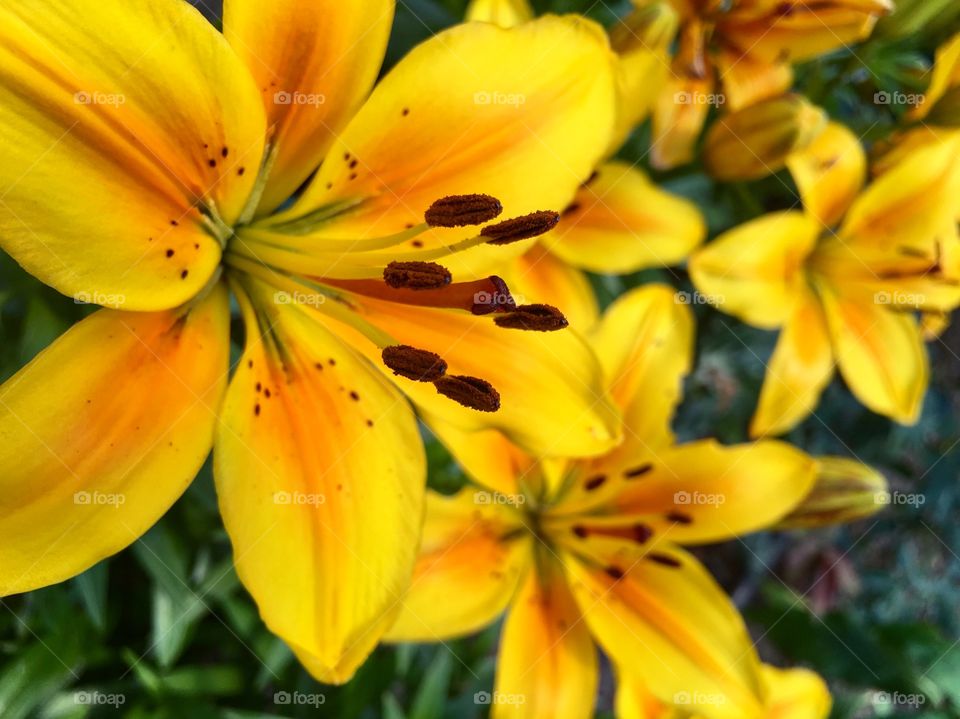 Yellow Lillies
