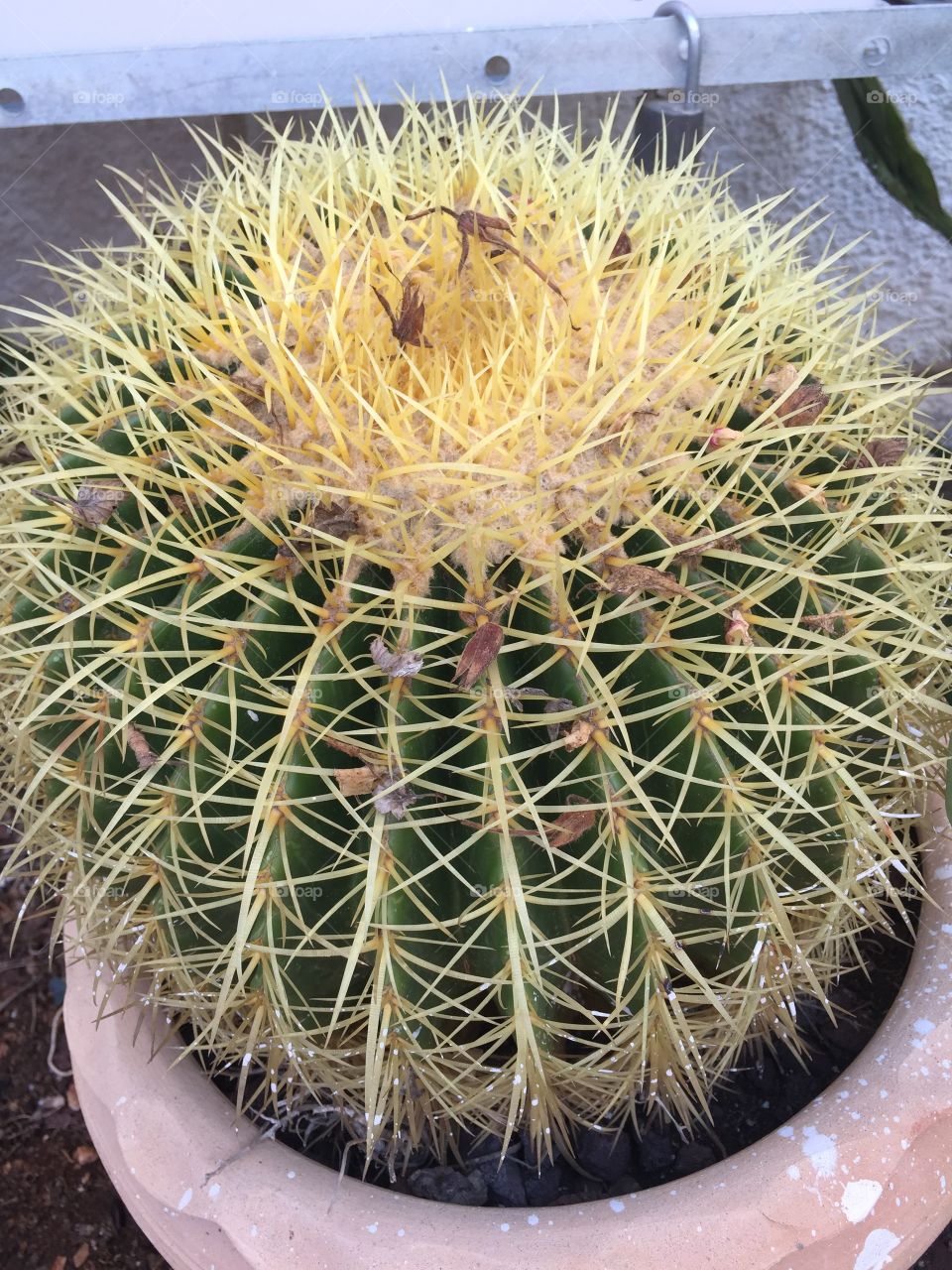 Cactus, Succulent, Spine, Prickly, Desert