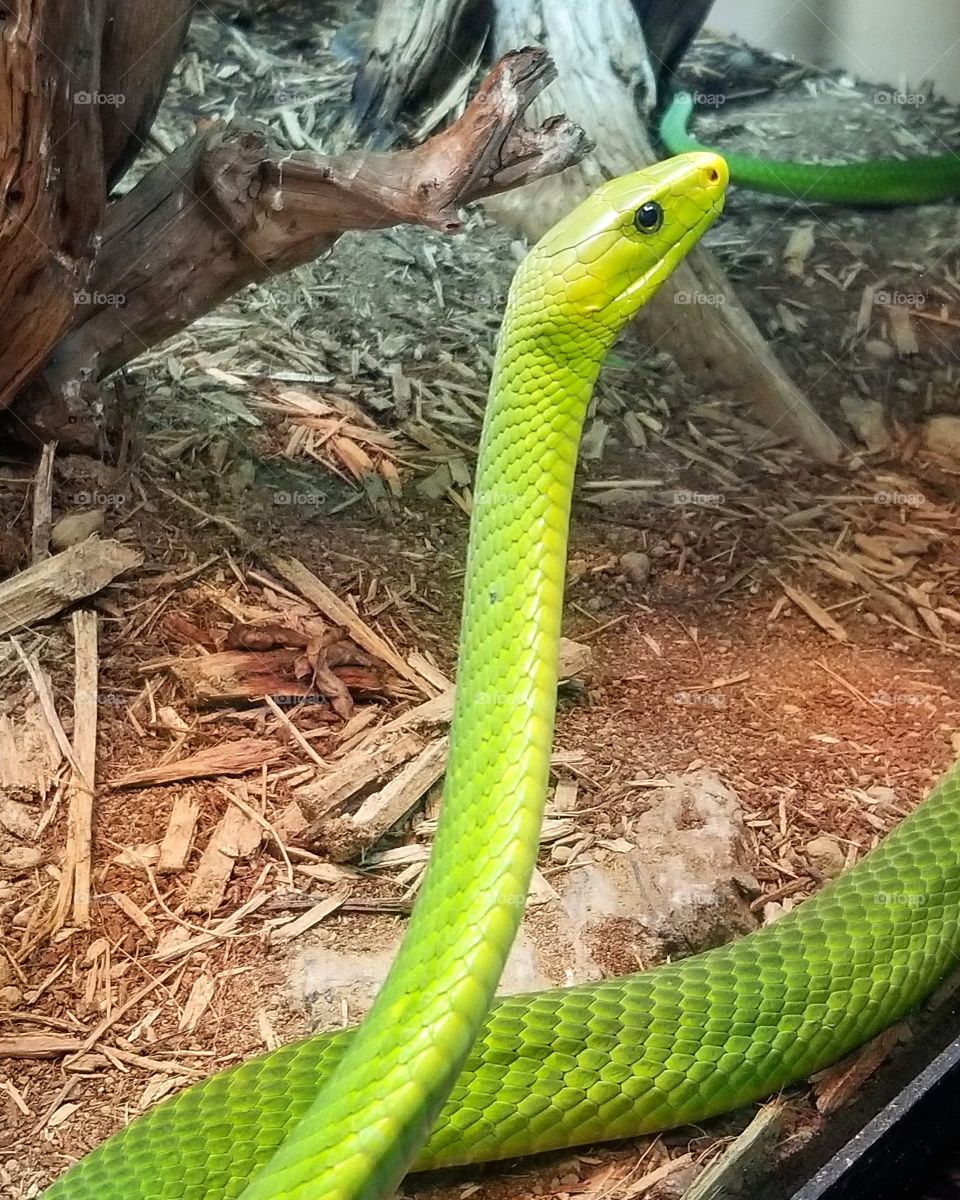Long bright green snake looks to the side at Dallas zoo