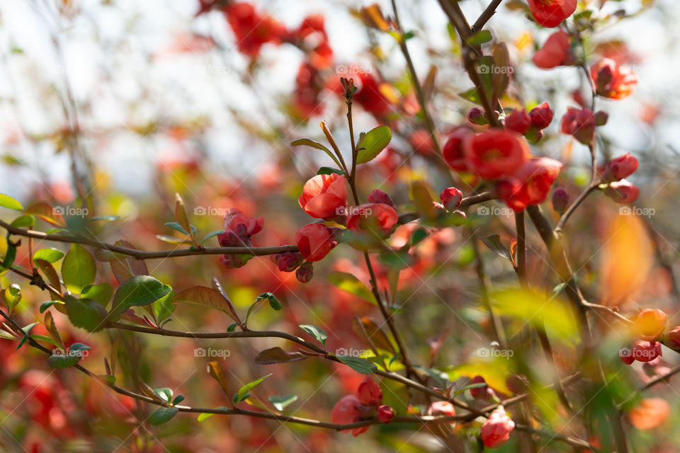 close-up of red blossoms in spring