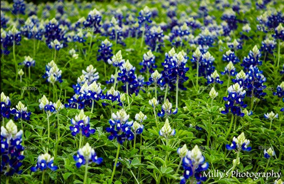Bluebonnets . Texas wild flowers 
