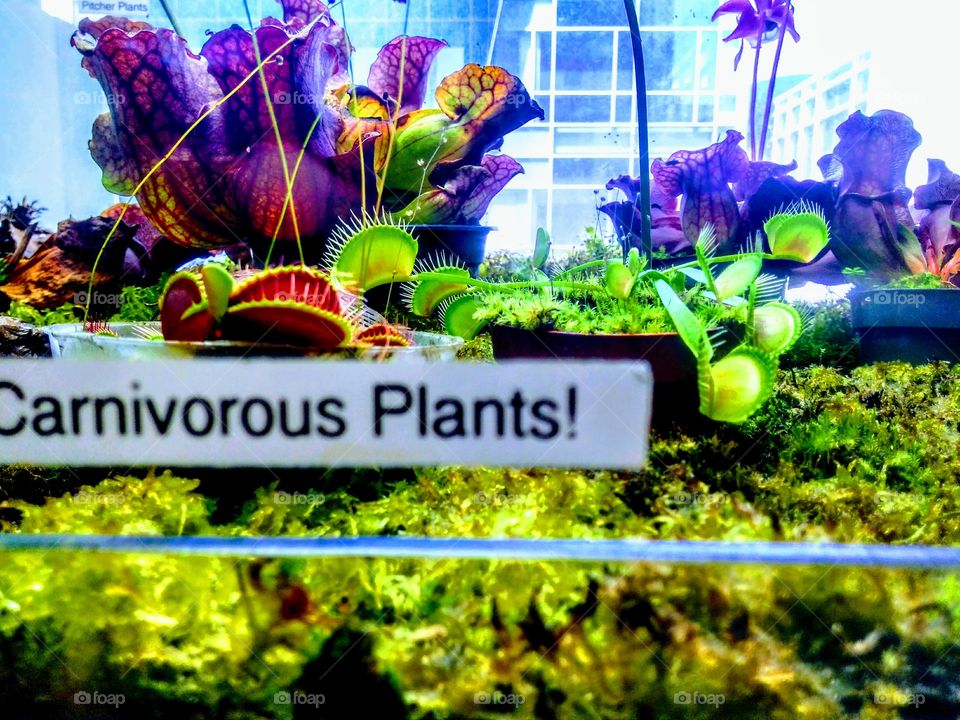 Venus fly traps