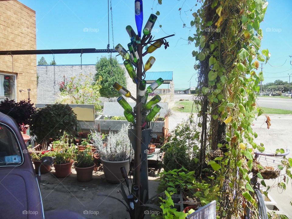 bottle 🍶 tree 🎄. This is a picture of some artwork that I saw at a flower shop in Jacksboro Texas