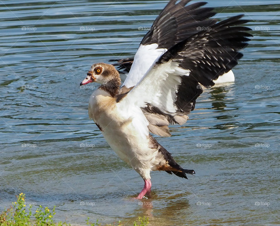 Egyptian Duck Flapping Wings