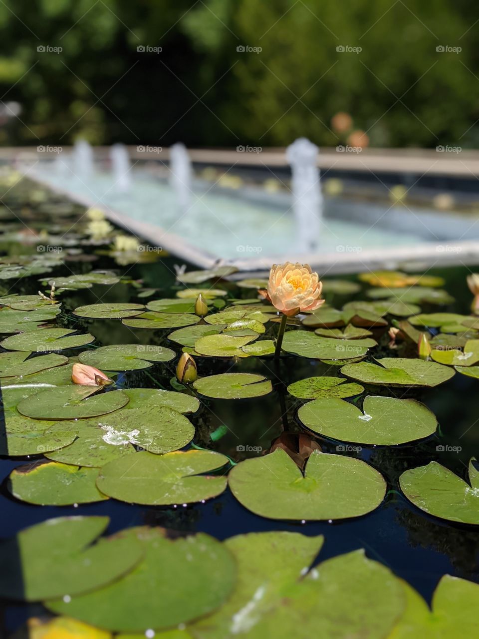 fountain with lillies