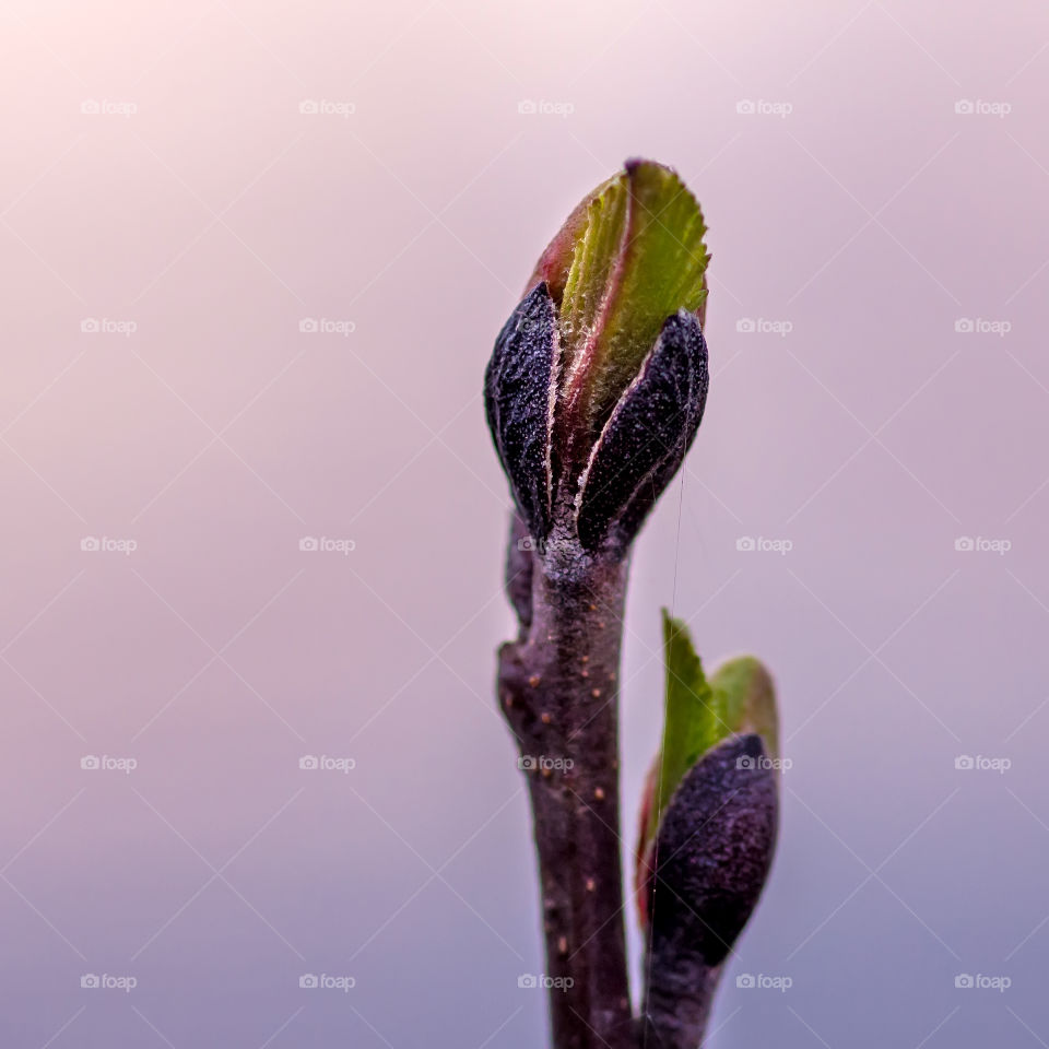 Spring is coming . Spring sunset 