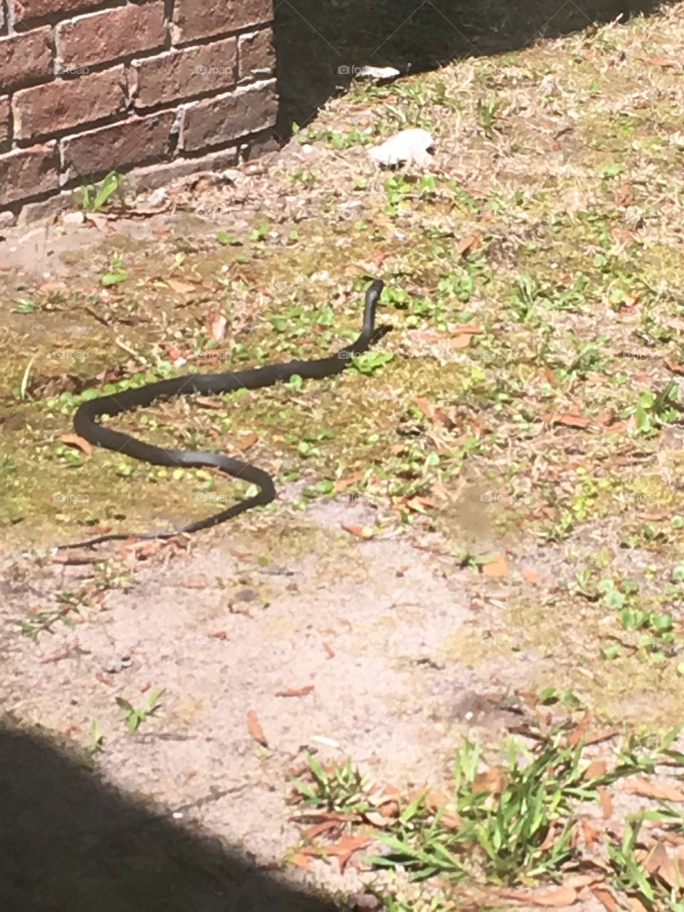 First warm day after days of not so springy temps and this black snake shows his ugly head! 
