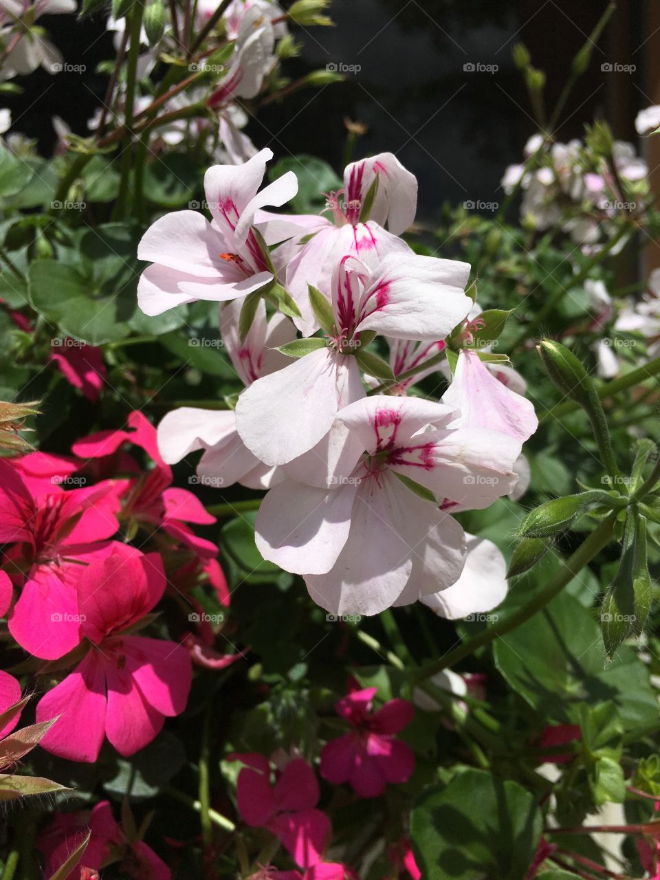 Pink flowers