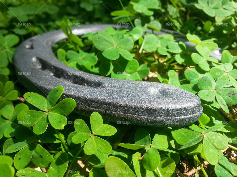 lookink for luck and fortune with a horseshoe surrounded by fresh green four leaves in a wild Field