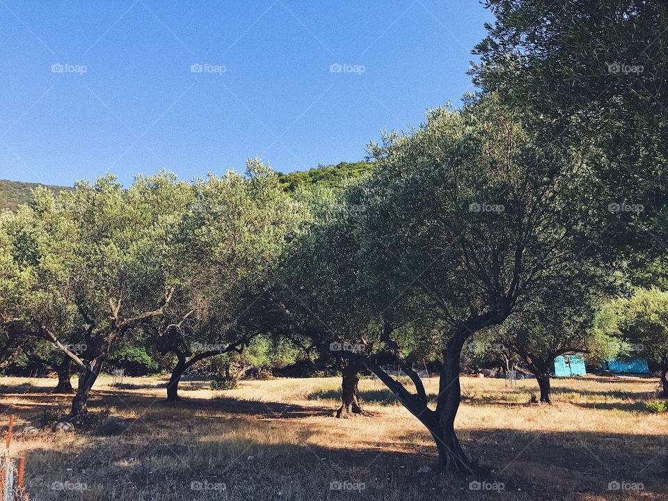 Olive tree 