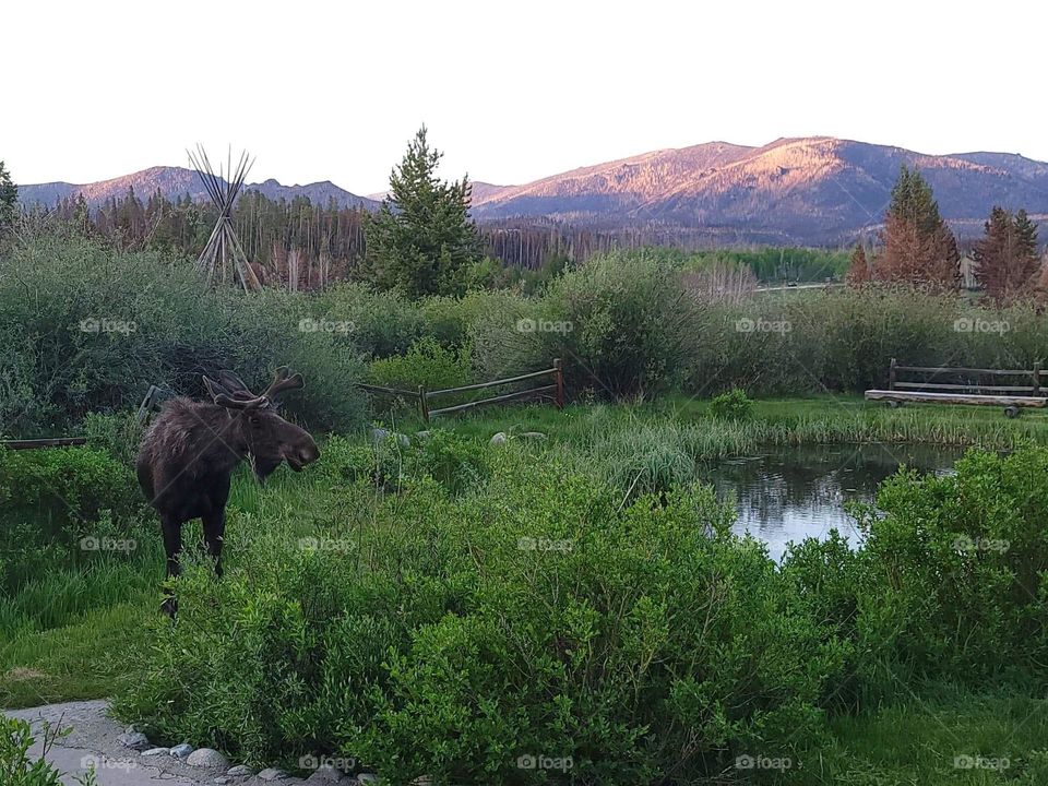 Moose at the Water