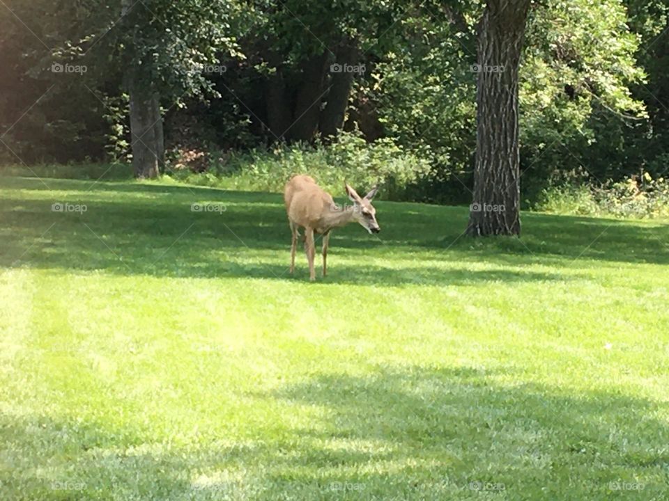 This lonely whitetail deer was trying to find shade on this bright, sunny, summer day, taken with my iPhone 6