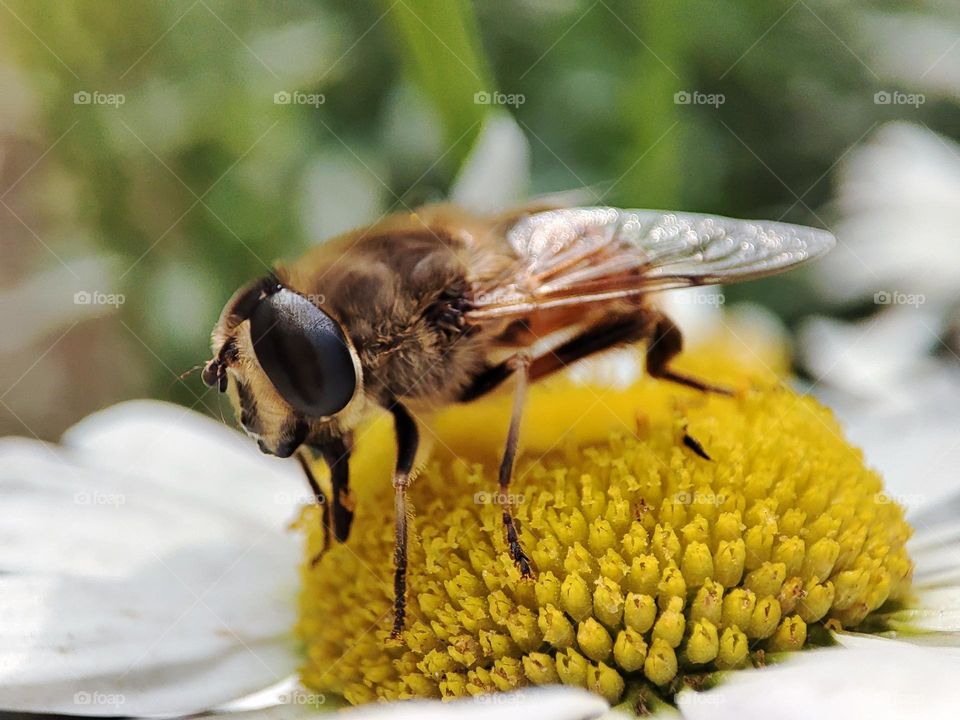 Honey bee collecting pollen