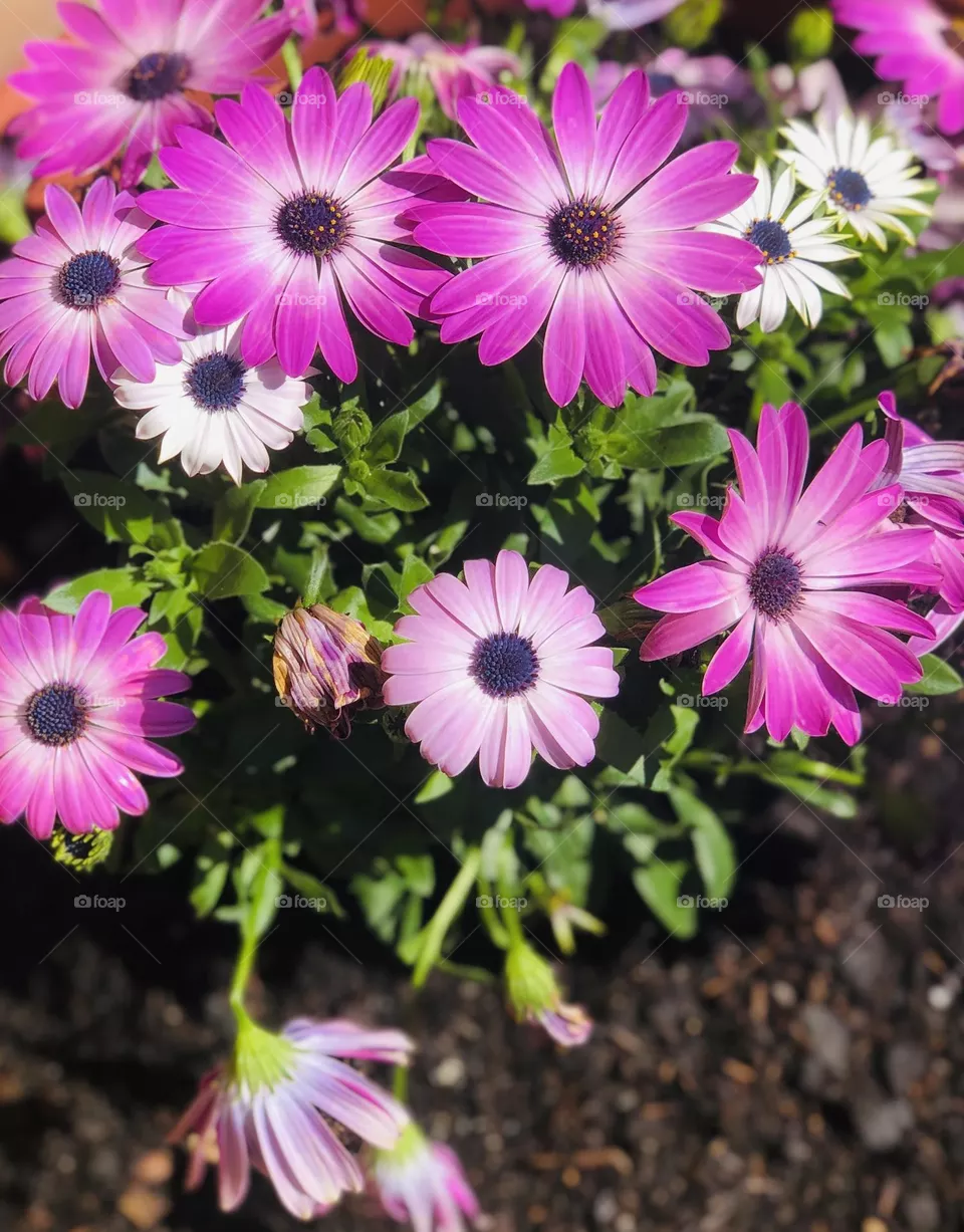 Spring
