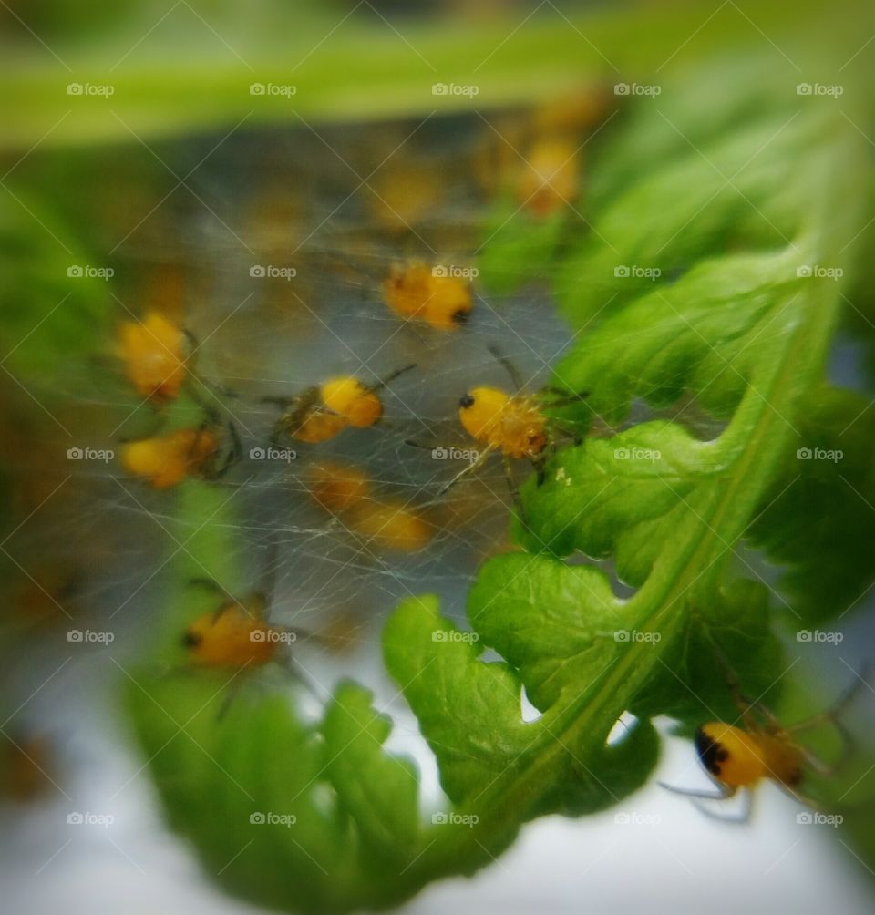 Baby spiders in web.