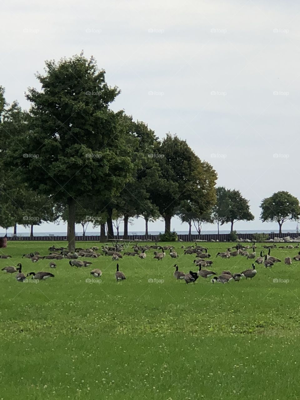 A flock of geese + trees 🌳