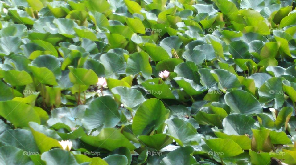 water lilies
