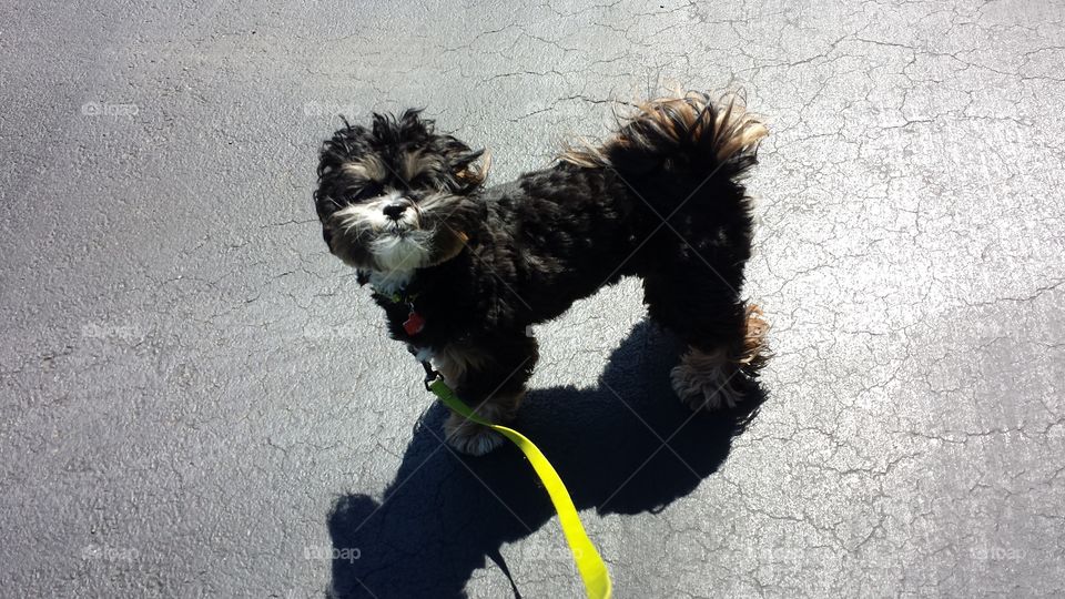 Walkies. Teddybear going for a walk on a windy day