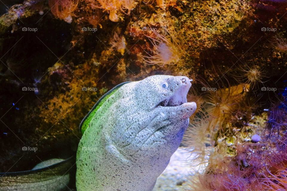 Magnificent colorful withe  eel, at aquarium.
