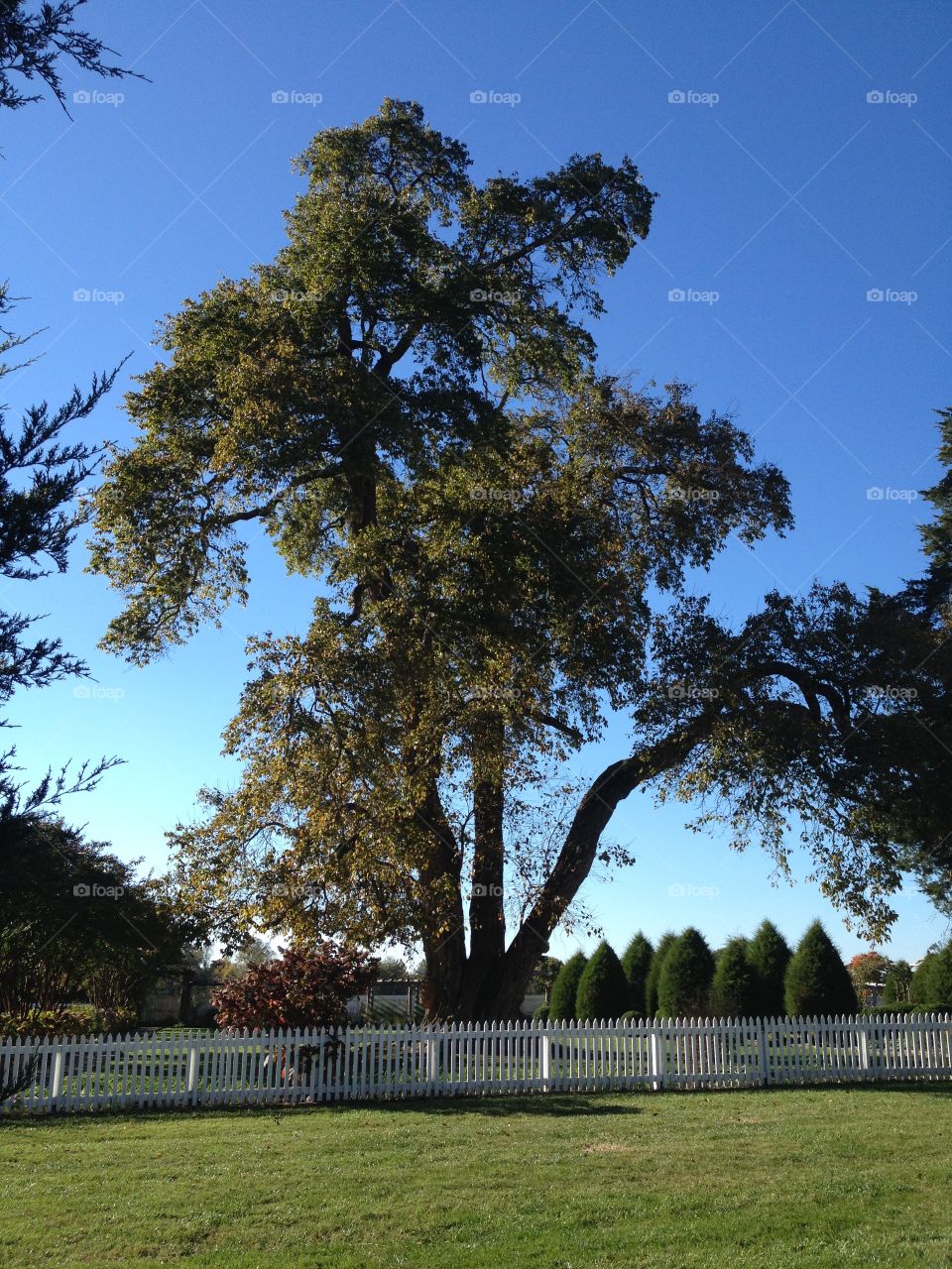 Carlton Plantation tree