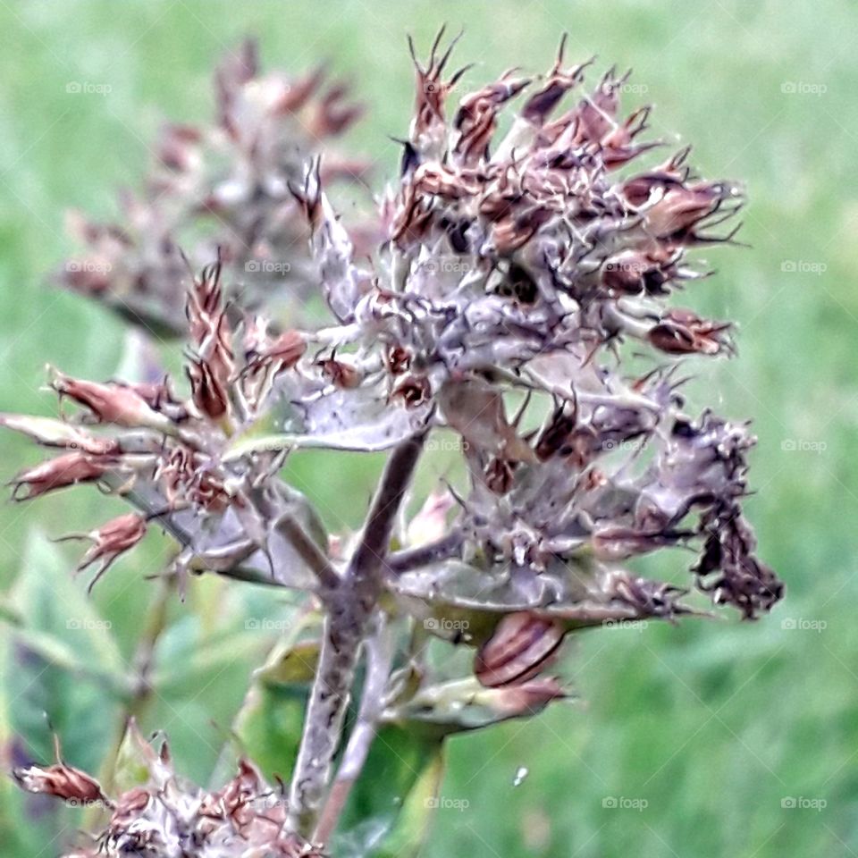 brown dry head of a meadow flower with seeds