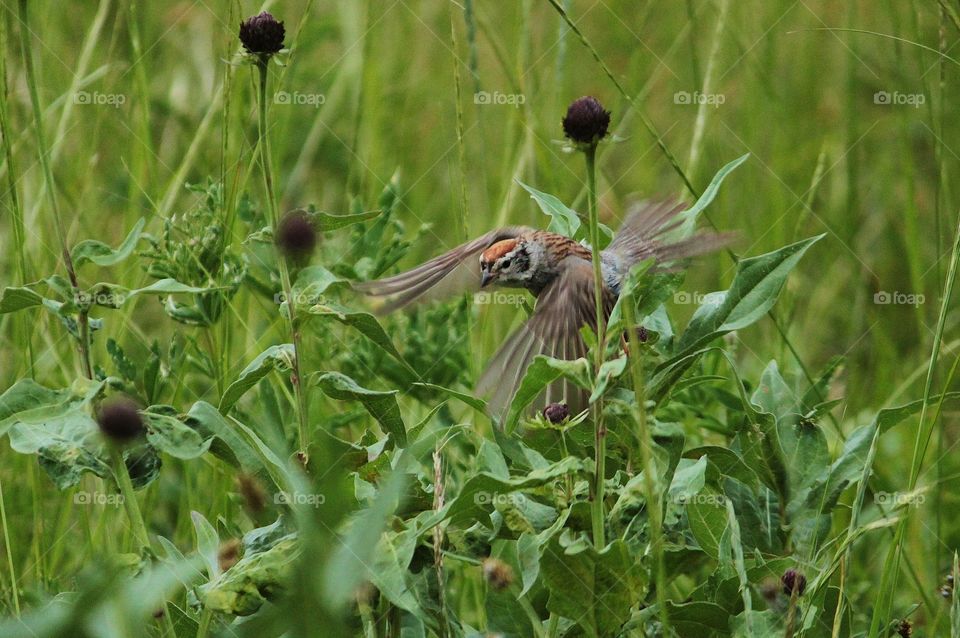 Breeding plumage chipping sparrow
