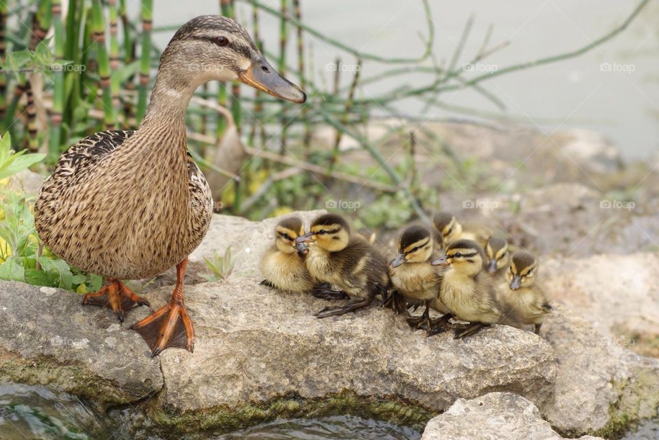 Mummy duck takes ducklings for a walk