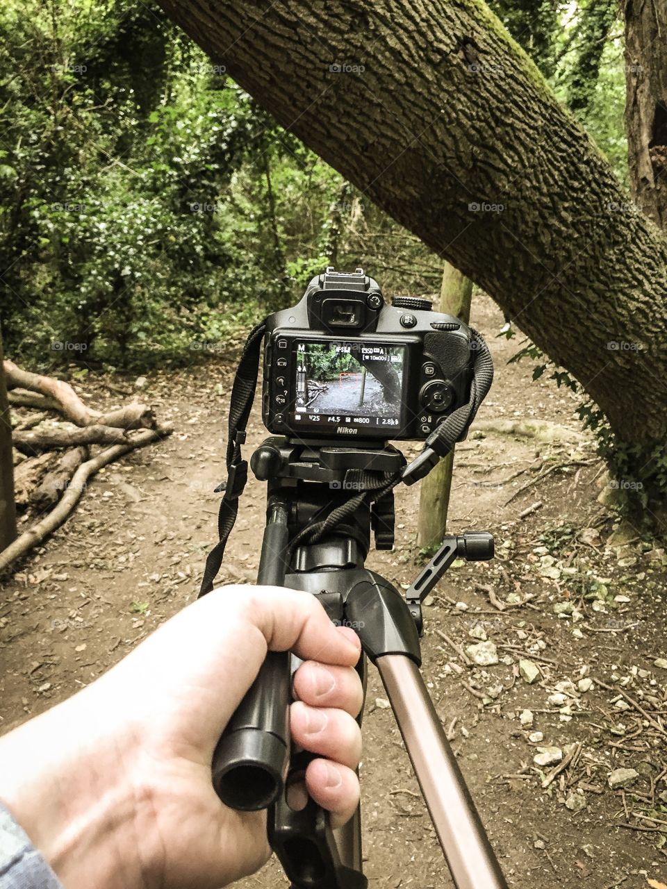 Filming / Photography in the woods