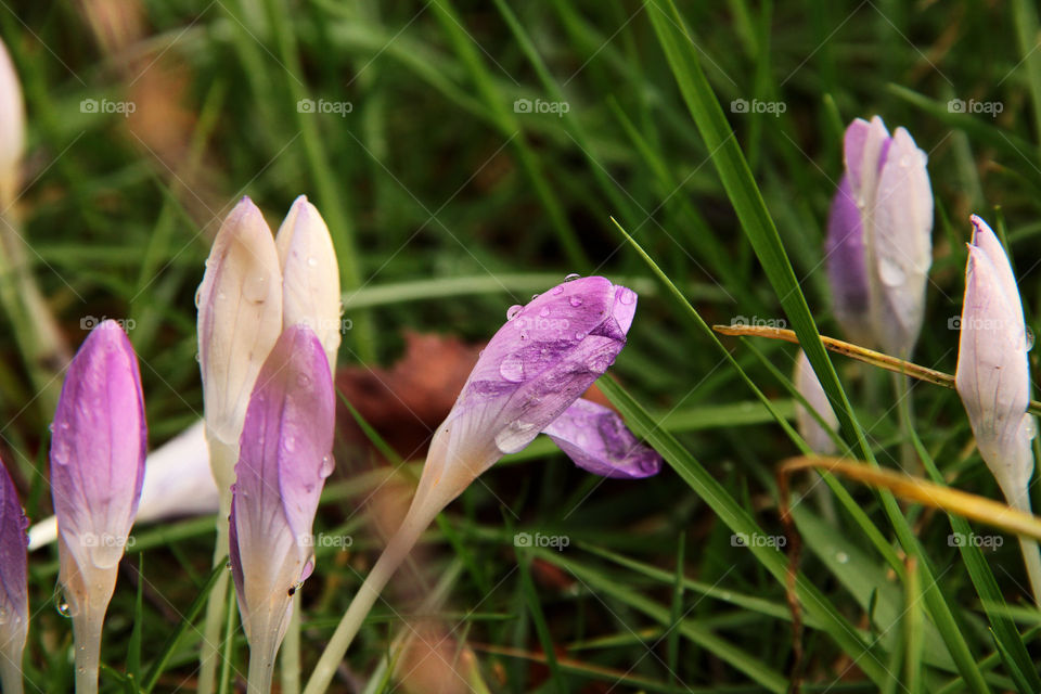 Crocus