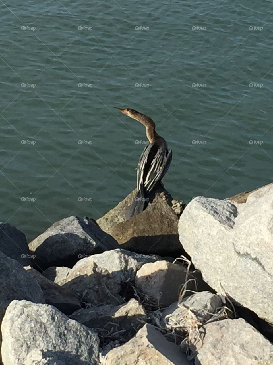 Egret