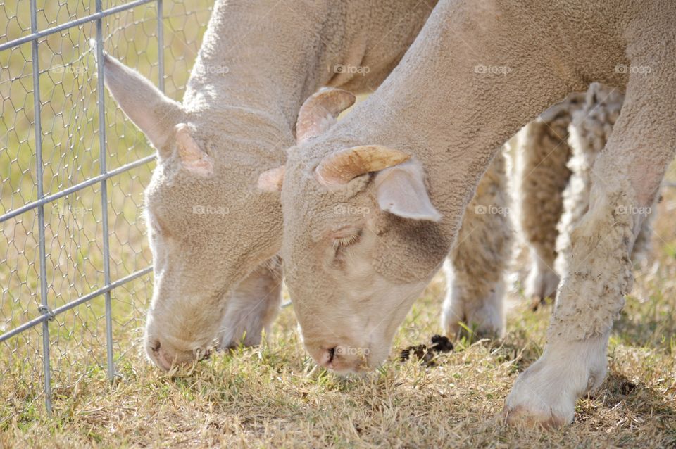 Two lambs. 