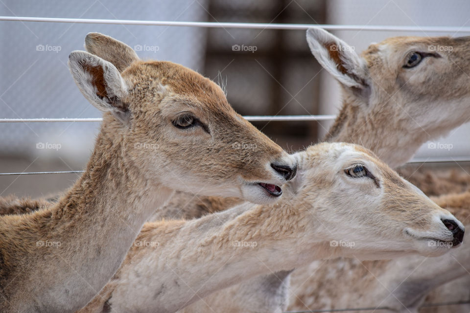 Nature, Wildlife, Animal, Cute, Fur